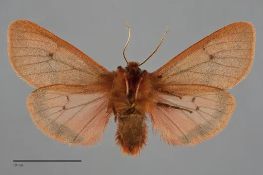 Phragmatobia assimilans