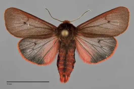 Phragmatobia fuliginosa