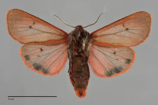 Phragmatobia fuliginosa