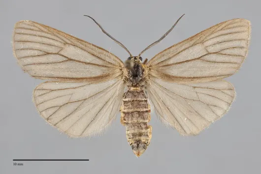 Phryganidia californica