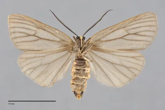 Phryganidia californica