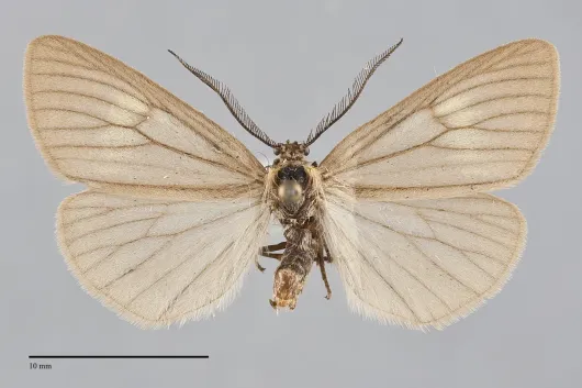 Phryganidia californica