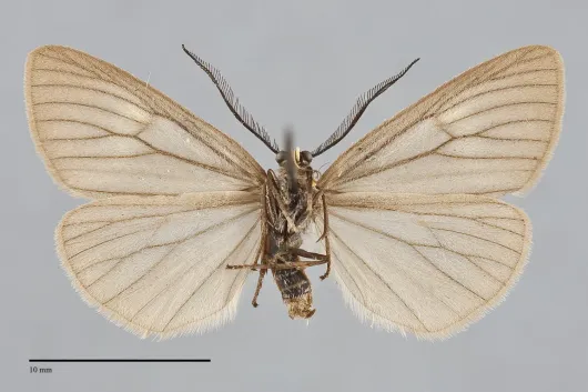 Phryganidia californica