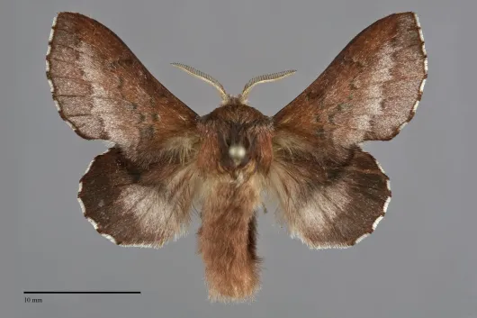 Phyllodesma americana