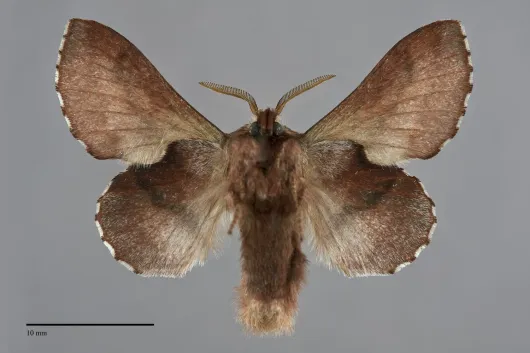 Phyllodesma americana