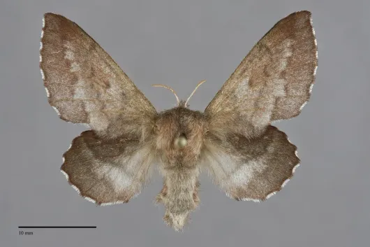 Phyllodesma americana