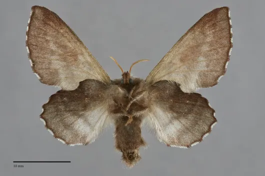 Phyllodesma americana