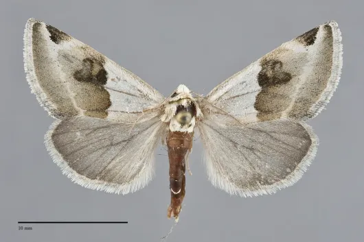 Plagiomimicus dimidiata