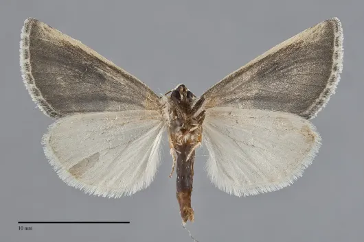 Plagiomimicus dimidiata