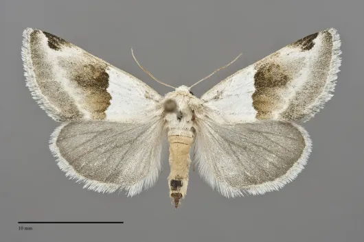 Plagiomimicus dimidiata