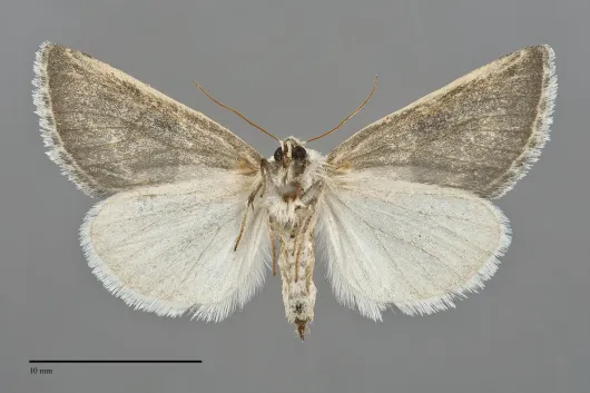 Plagiomimicus dimidiata