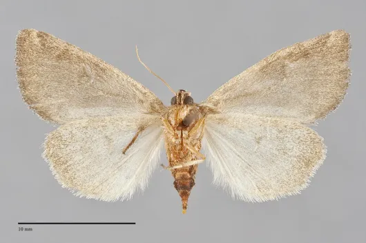 Plagiomimicus expallidus