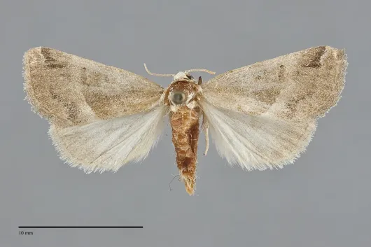Plagiomimicus expallidus