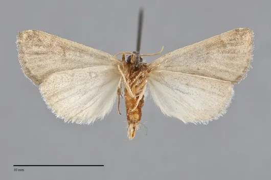 Plagiomimicus expallidus