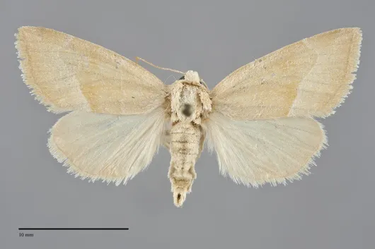 Plagiomimicus spumosum
