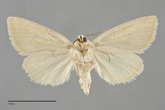 Plagiomimicus spumosum