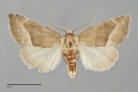 Plagiomimicus spumosum