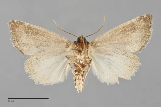 Plagiomimicus spumosum
