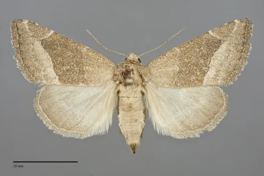 Plagiomimicus spumosum