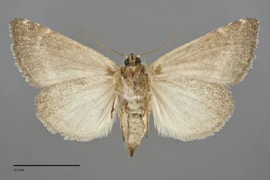 Plagiomimicus spumosum