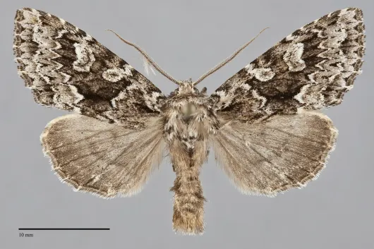 Platypolia anceps