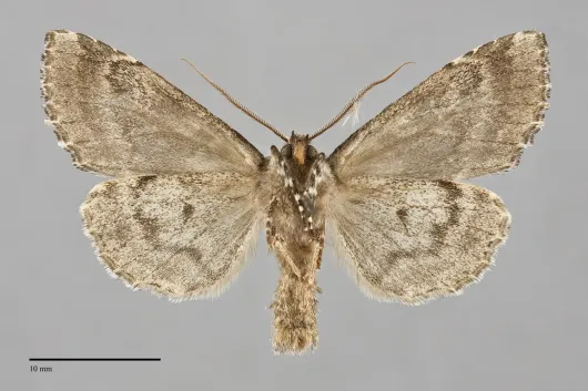 Platypolia anceps