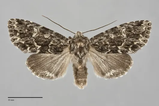 Platypolia contadina