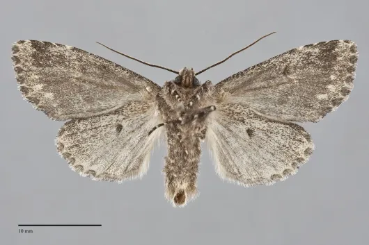 Platypolia contadina