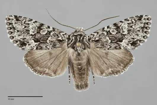 Platypolia contadina
