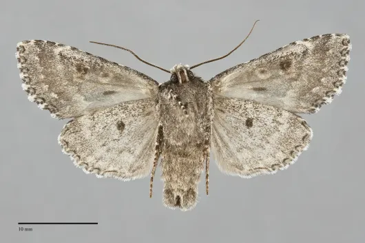 Platypolia contadina