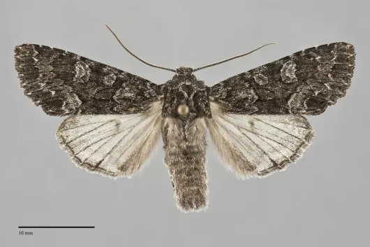 Platypolia loda