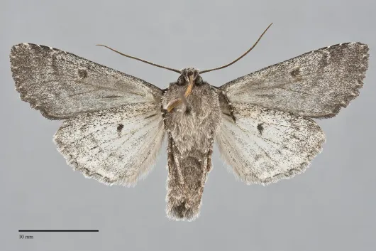 Platypolia loda