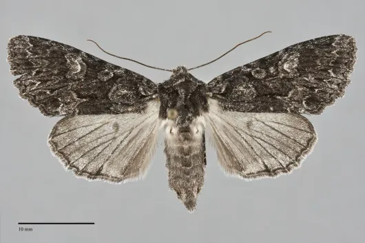 Platypolia loda