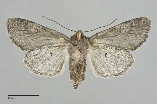Platypolia loda