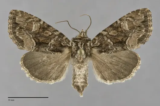 Platypolia mactata