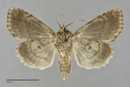 Platypolia mactata