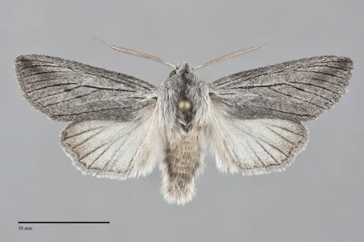 Pleromella opter