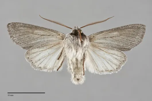 Pleromella opter