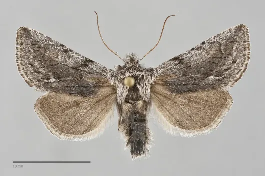 Pleromelloida bonuscula