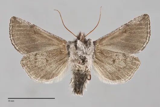 Pleromelloida bonuscula