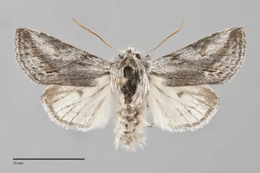 Pleromelloida cinerea