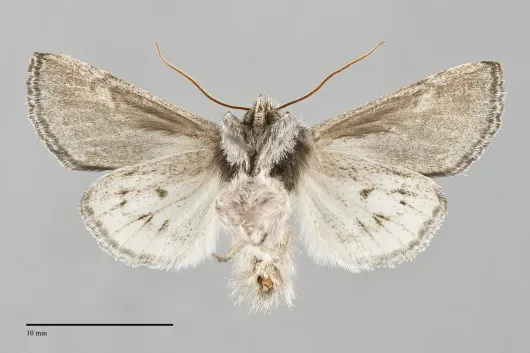 Pleromelloida cinerea