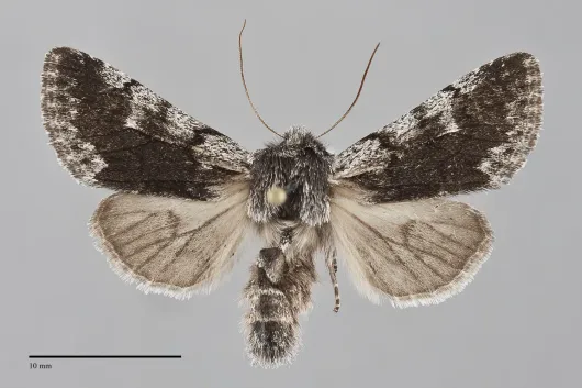 Pleromelloida conserta