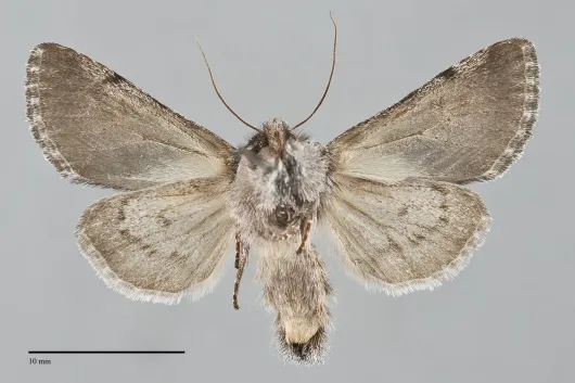 Pleromelloida conserta