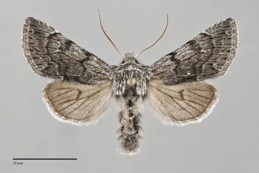 Pleromelloida conserta