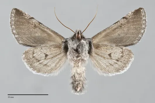 Pleromelloida conserta
