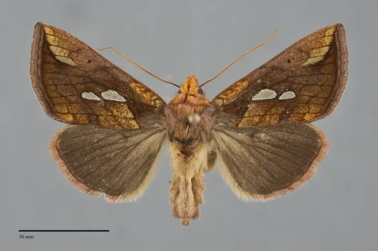 Plusia nichollae