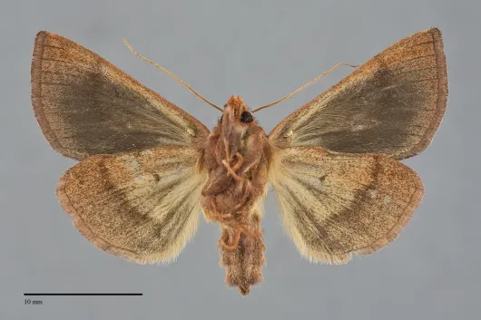 Plusia nichollae
