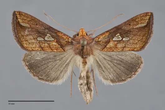 Plusia putnami