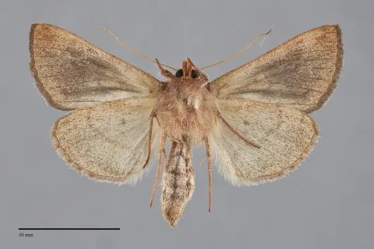 Plusia putnami